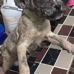 龙翔狗狗诊所