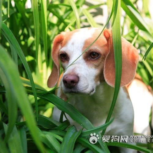 正定镇畜牧兽医站